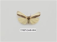 藏品(雙分苔蛾)的圖片